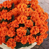 Autumn Geranium - Orange