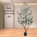 Multi-branched olive trees 6FT