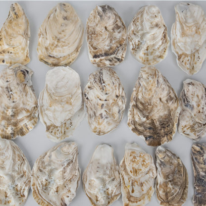 Natural Flat Oyster Shells for Crafts – 17pcs 3-5in Disk Shaped Sea Shells, Vase Filler, DIY Arts & Crafts, Christmas Ornaments, Home Decor, Beach Wedding Decoration