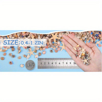 Tiny Seashells Starfish Bulk Set Beach Decor Crafts Vase Filler