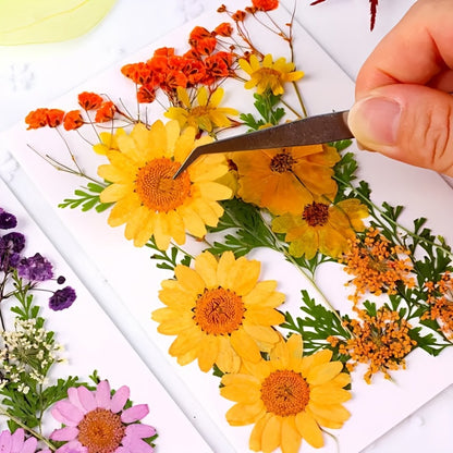 Dried Flower Set for Crafts – Real Pressed Flowers for Resin, Scrapbooking, Epoxy Jewelry, Bookmarks, Wedding Cards & Art Decoration, 189 / 238 / 287 / 319 Pieces Mixed Variety Pack