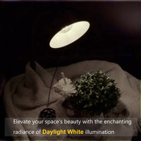 Daylight White